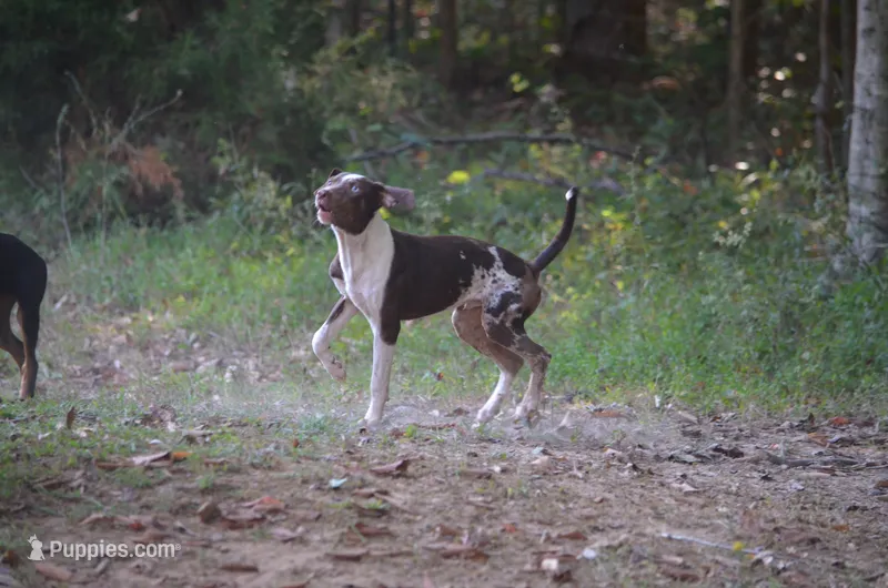 Jolt – Catahoula Leopard Dog puppy for sale in Livingston, TN