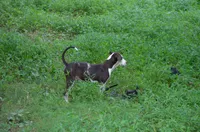 Shockwave, a male Catahoula Leopard Dog for sale in Livingston, TN – 3 of 7