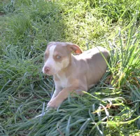 Perdiia, a female Catahoula Leopard Dog for sale in Livingston, TN – 8 of 8