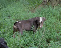 Jolt, a male Catahoula Leopard Dog for sale in Livingston, TN – 9 of 9