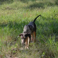 Sissy, a female Catahoula Leopard Dog for sale in Livingston, TN – Photo 6 of 8