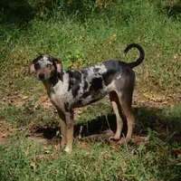 Sissy, a female Catahoula Leopard Dog for sale in Livingston, TN – Photo 3 of 8