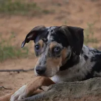 Sissy, a female Catahoula Leopard Dog for sale in Livingston, TN – Photo 8 of 8