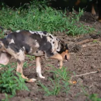 Sissy, a female Catahoula Leopard Dog for sale in Livingston, TN – Photo 7 of 8