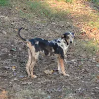 Sissy, a female Catahoula Leopard Dog for sale in Livingston, TN – Photo 2 of 8