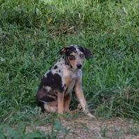 Sissy, a female Catahoula Leopard Dog for sale in Livingston, TN – Photo 5 of 8