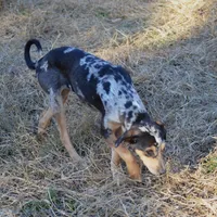 Sissy, a female Catahoula Leopard Dog for sale in Livingston, TN – Photo 1 of 8