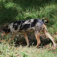 Sissy, a female Catahoula Leopard Dog for sale in Livingston, TN – Photo 4 of 8