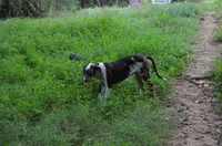 Jolt, a male Catahoula Leopard Dog for sale in Livingston, TN – 3 of 9