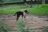 Beth, a female Catahoula Leopard Dog for sale in Livingston, TN – 4 of 10