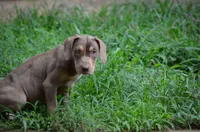 Boss Man, a male Catahoula Leopard Dog for sale in Livingston, TN – 4 of 7