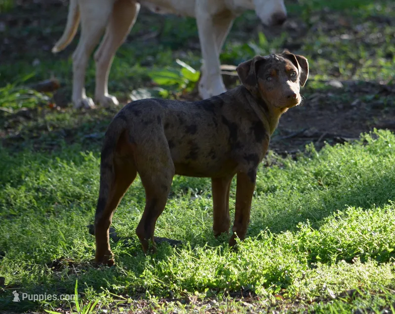 Flame – Catahoula Leopard Dog puppy for sale in Livingston, TN