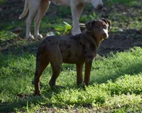 Flame, a female Catahoula Leopard Dog for sale in Livingston, TN – 1 of 9