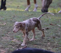 Bruiser, a male Catahoula Leopard Dog for sale in Livingston, TN – 9 of 9