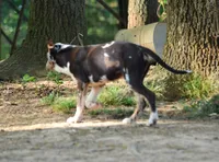 Storm, a female Catahoula Leopard Dog for sale in Livingston, TN – 3 of 7