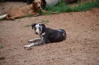 Storm, a female Catahoula Leopard Dog for sale in Livingston, TN – 6 of 10