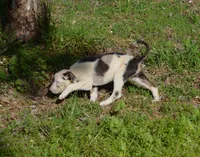 Cruella, a female Catahoula Leopard Dog for sale in Livingston, TN – 7 of 8