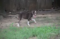 Jolt, a male Catahoula Leopard Dog for sale in Livingston, TN – 6 of 9