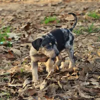 Highland Rim's Rockie, a male Louisiana Catahoula Leopard Dog for sale in Livingston, TN – Photo 9 of 10