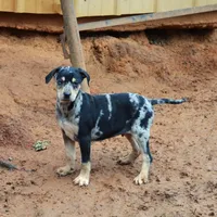 Highland Rim's Rockie, a male Louisiana Catahoula Leopard Dog for sale in Livingston, TN – Photo 5 of 10