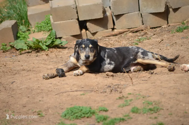 Highland Rim's Rockie