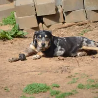 Highland Rim's Rockie, a male Louisiana Catahoula Leopard Dog for sale in Livingston, TN – Photo 1 of 10