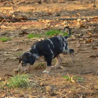 Highland Rim's Rockie, a male Louisiana Catahoula Leopard Dog for sale in Livingston, TN – Photo 8 of 10