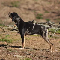 Highland Rim's Rockie, a male Louisiana Catahoula Leopard Dog for sale in Livingston, TN – Photo 2 of 10