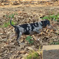 Highland Rim's Rockie, a male Louisiana Catahoula Leopard Dog for sale in Livingston, TN – Photo 10 of 10