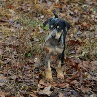 Highland Rim's Rockie, a male Louisiana Catahoula Leopard Dog for sale in Livingston, TN – Photo 7 of 10