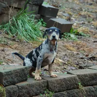 Highland Rim's Rockie, a male Louisiana Catahoula Leopard Dog for sale in Livingston, TN – Photo 6 of 10
