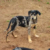 Highland Rim's Rockie, a male Louisiana Catahoula Leopard Dog for sale in Livingston, TN – Photo 3 of 10