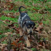 Highland Rim's Rockie, a male Louisiana Catahoula Leopard Dog for sale in Livingston, TN – Photo 4 of 10