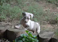 Killer, a male Catahoula Leopard Dog for sale in Livingston, TN – 4 of 7