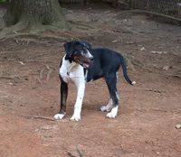 Impact, a male Catahoula Leopard Dog for sale in Livingston, TN – 6 of 7