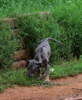 Cobalt, a male Catahoula Leopard Dog for sale in Livingston, TN – 7 of 10