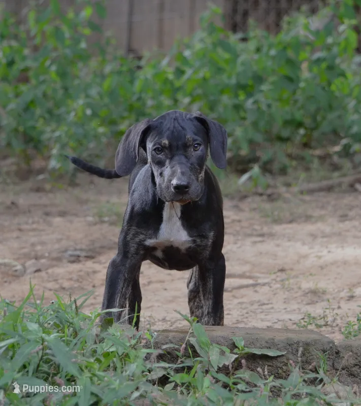 Vader – Catahoula Leopard Dog puppy for sale in Livingston, TN