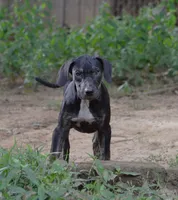 Vader, a male Catahoula Leopard Dog for sale in Livingston, TN – 1 of 10