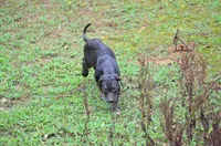 Vader, a male Catahoula Leopard Dog for sale in Livingston, TN – 4 of 5