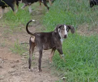 Crash, a male Catahoula Leopard Dog for sale in Livingston, TN – 10 of 10