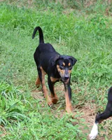 Thud, a male Catahoula Leopard Dog for sale in Livingston, TN – 6 of 8