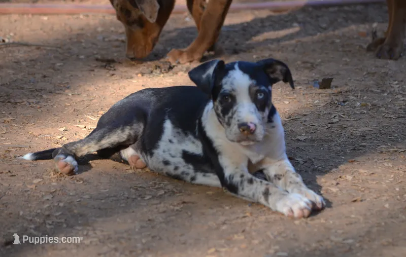Beth – Catahoula Leopard Dog puppy for sale in Livingston, TN