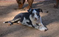 Beth, a female Catahoula Leopard Dog for sale in Livingston, TN – 1 of 7