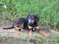 Thud, a male Catahoula Leopard Dog for sale in Livingston, TN – 5 of 8