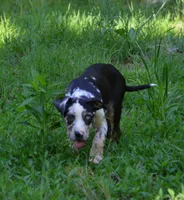Beth, a female Catahoula Leopard Dog for sale in Livingston, TN – 4 of 7