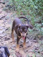 Flossy, a male Catahoula Leopard Dog for sale in Livingston, TN – 5 of 7