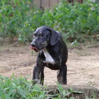 Vader, a male Catahoula Leopard Dog for sale in Livingston, TN – 4 of 10