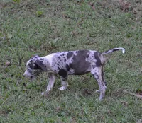 Jester, a male Catahoula Leopard Dog for sale in Livingston, TN – 5 of 7