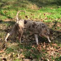 Diez, a male Catahoula Leopard Dog for sale in Livingston, TN – Photo 8 of 10