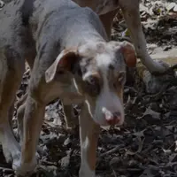 Diez, a male Catahoula Leopard Dog for sale in Livingston, TN – Photo 7 of 10